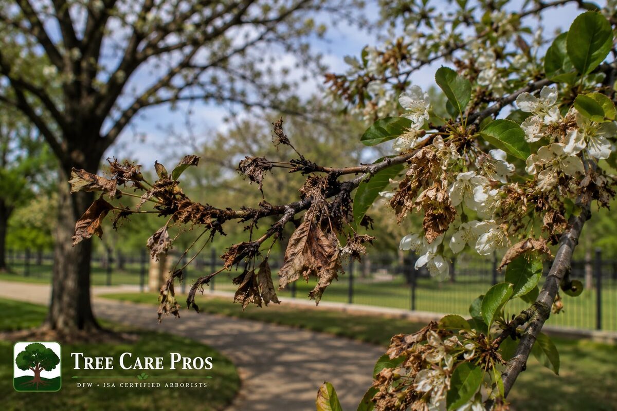 Brown rot blossom and twig blight on a tree in Dallas–Fort Worth, Texas — blighted blossoms and cankered, dying twigs.