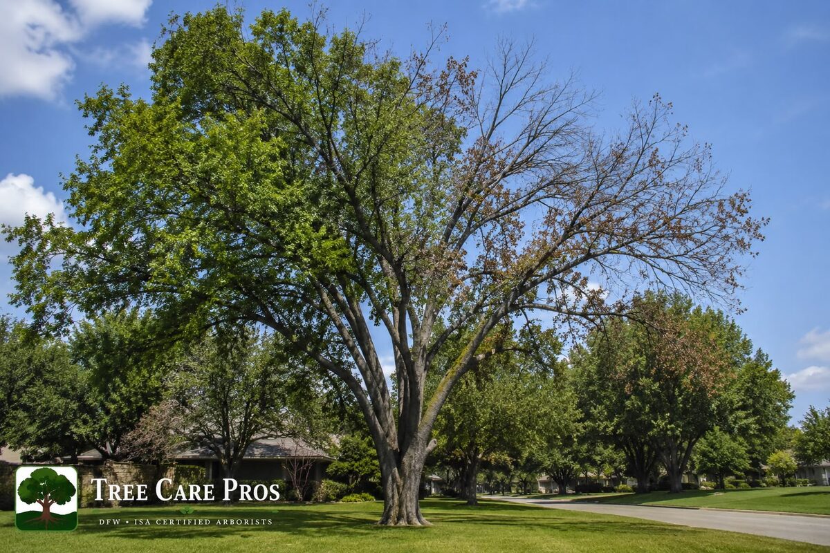 Dutch elm disease on an elm in Dallas–Fort Worth, Texas — leaf flagging, wilting, and crown dieback from vascular infection.
